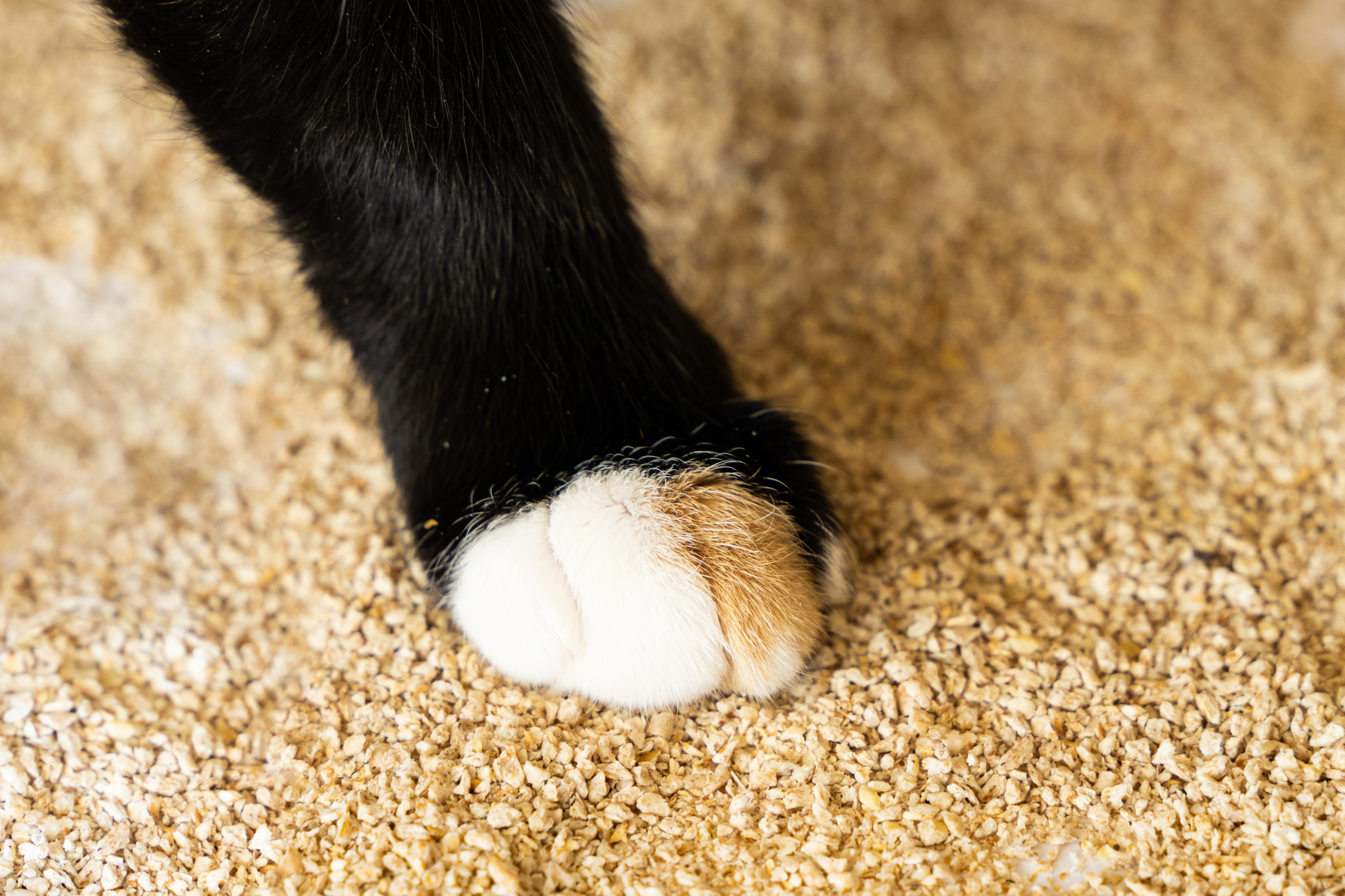 Hemp Litter