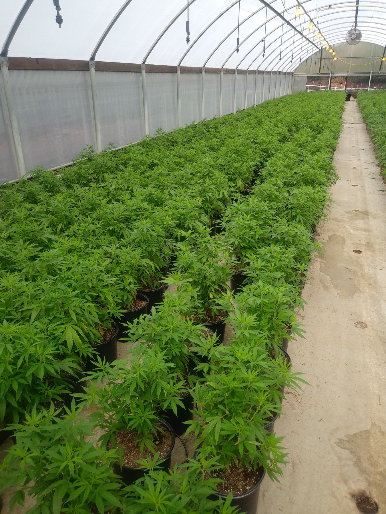 Cultivaris
