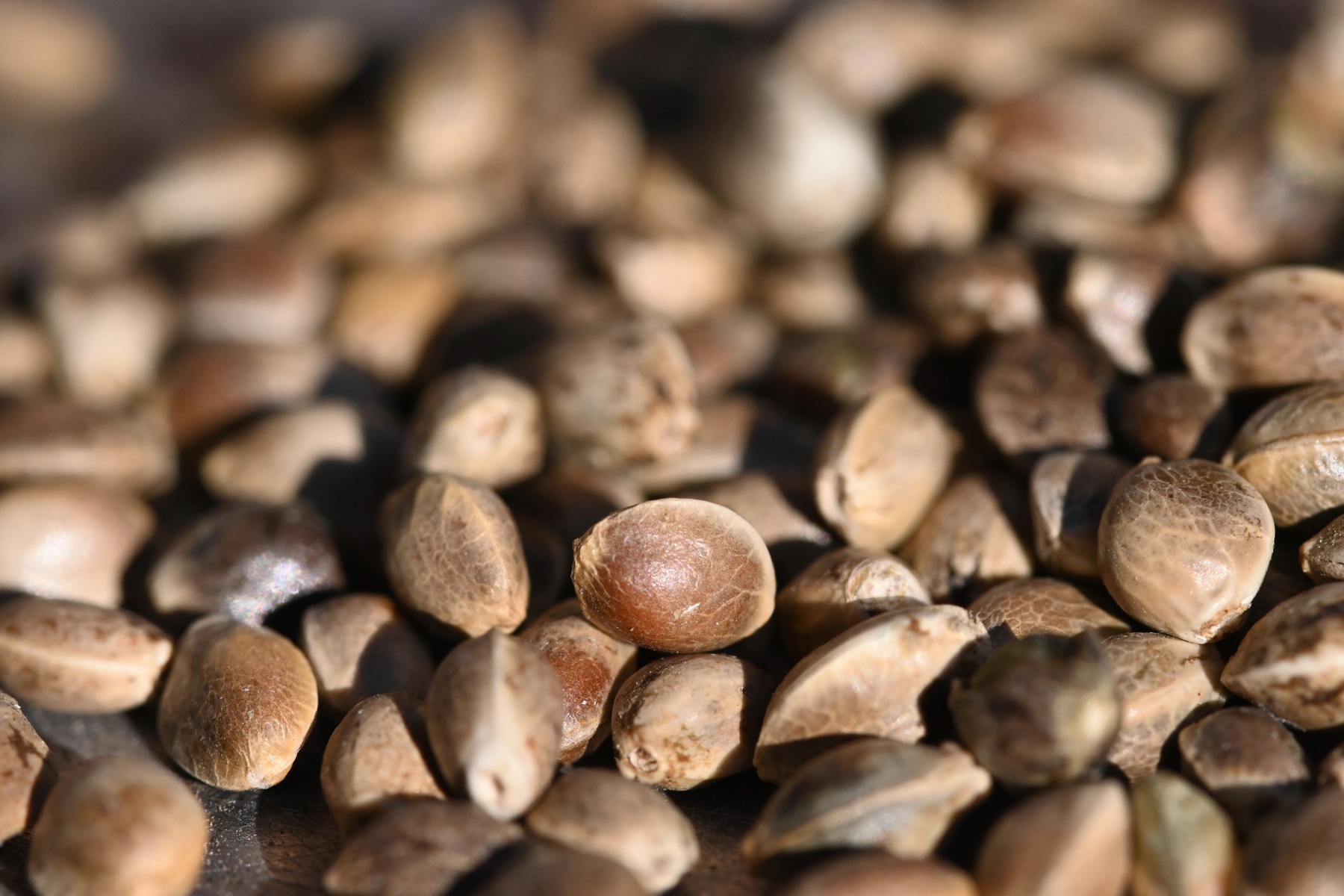 Hemp Seed