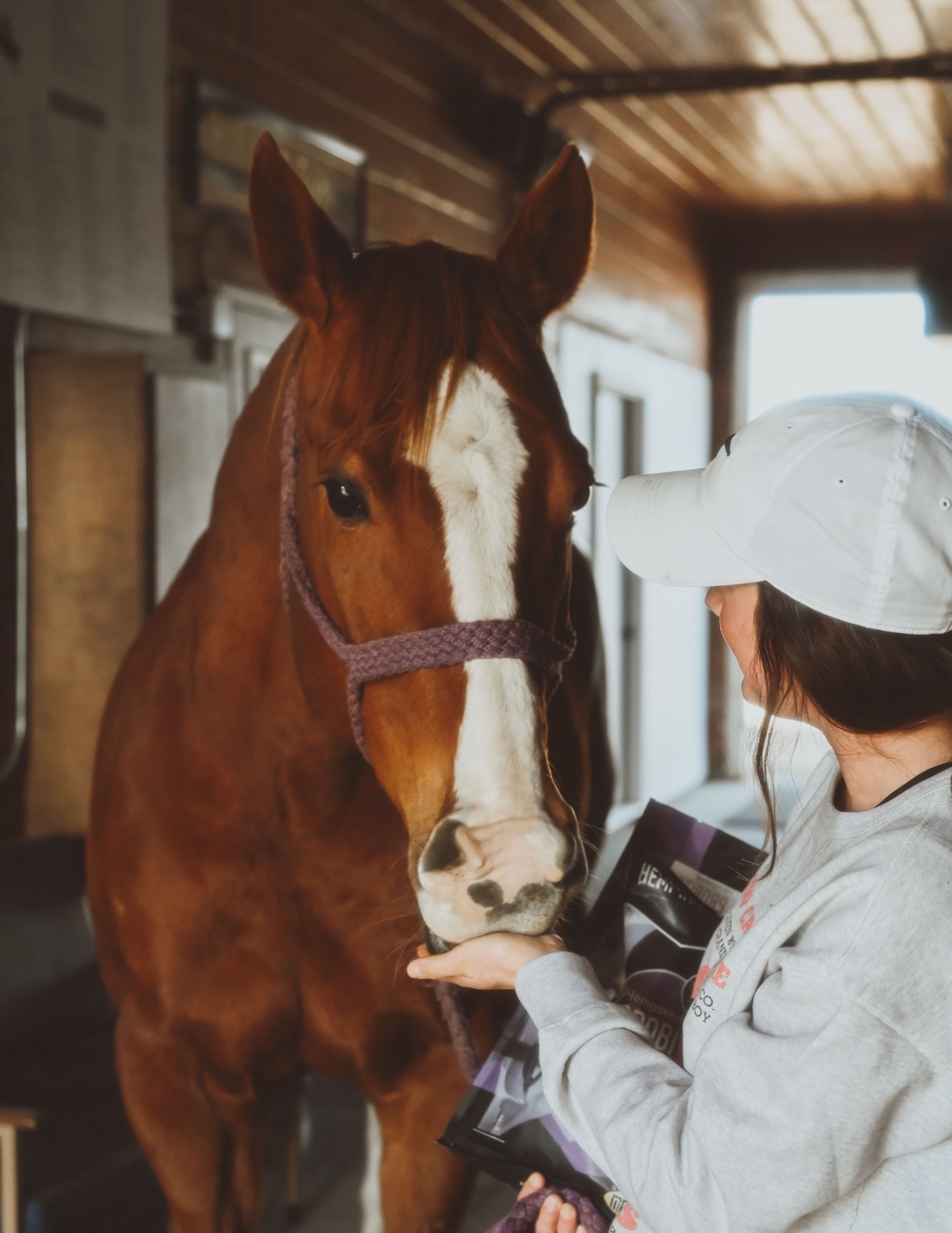 Horse